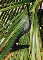 MULE PEIXE - Imagem 3