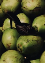 MULE RUBRIC - Imagem 3